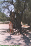 Старый платан, сохранивший тайну союза Зевса и Европы. (хотя это дерево больше всего похоже на старую оливу)